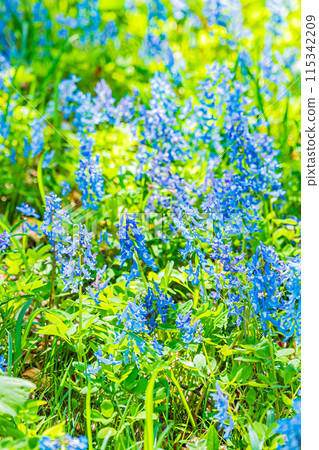 Scenery of Mikasayama Natural Park, Hokkaido Scenery of Mikasayama Natural Park, Hokkaido 115342209