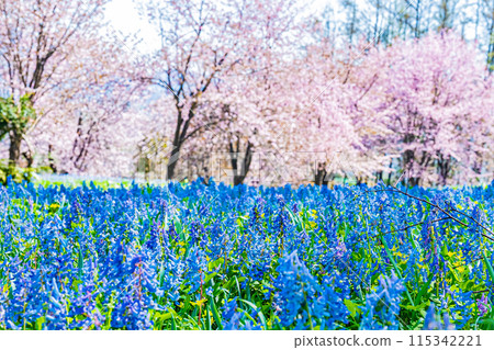 Scenery of Mikasayama Natural Park, Hokkaido 115342221