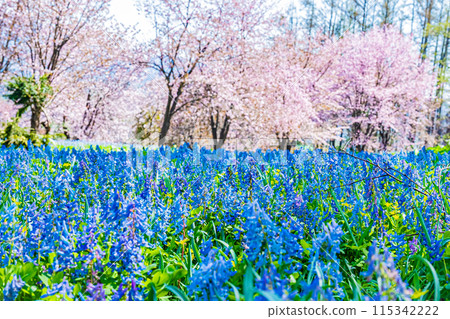 Scenery of Mikasayama Natural Park, Hokkaido Scenery of Mikasayama Natural Park, Hokkaido 115342222