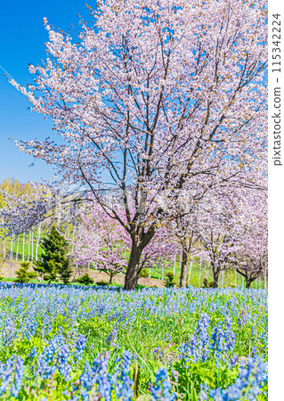 北海道三笠山自然公園風景 北海道三笠山自然公園風景 115342224