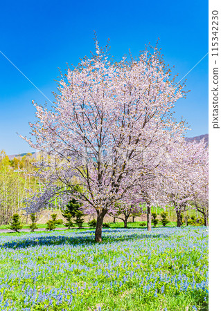 北海道三笠山自然公園風景 115342230