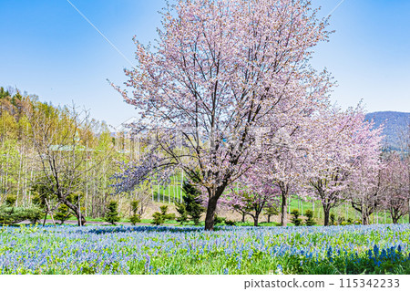 Scenery of Mikasayama Natural Park, Hokkaido Scenery of Mikasayama Natural Park, Hokkaido 115342233