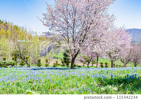 Scenery of Mikasayama Natural Park, Hokkaido Scenery of Mikasayama Natural Park, Hokkaido 115342234