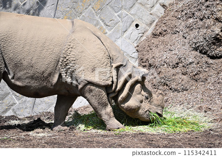 Indosai Tama Zoo Indosai Tama Zoo 115342411