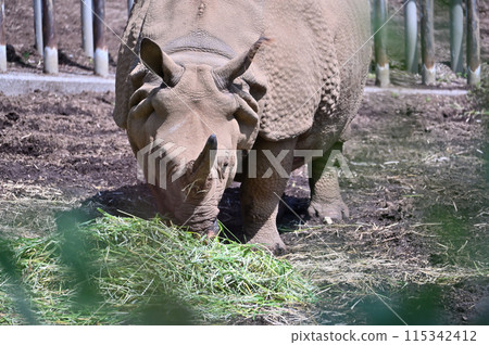 Indosai Tama Zoo Indosai Tama Zoo 115342412
