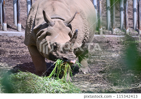 Indosai Tama Zoo 115342413