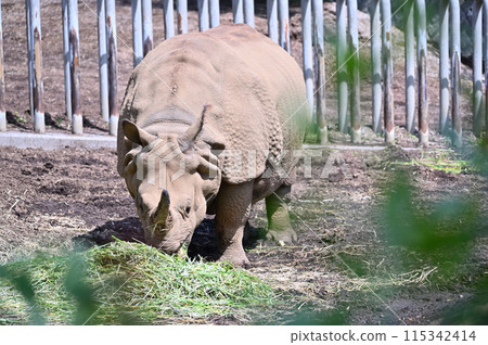 印支齋市多摩動物園 115342414