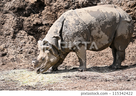 Indosai Tama Zoo Indosai Tama Zoo 115342422