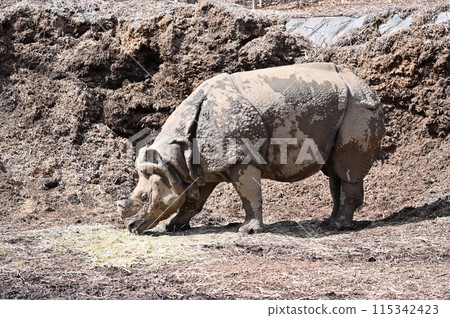 印支齋市多摩動物園 印支齋市多摩動物園 115342423