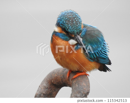 Kingfisher flying over water 115342513