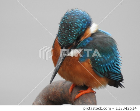 翠鳥飛過水面 115342514