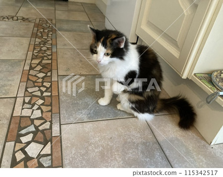 一隻貓在廚房裡舉起一隻手瞄準某物 115342517