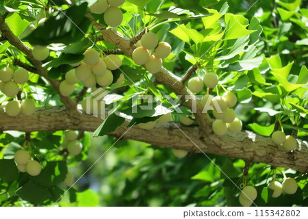 長成樹的銀杏果1 115342802