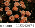 Roses proud 115342974