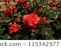 A red rose 115342977