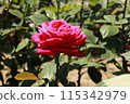A red rose 115342979