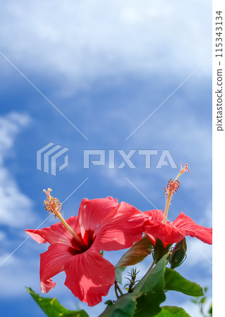 Okinawa's blue sky and red hibiscus 115343134