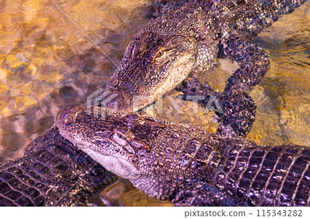 Two alligators in water, interacting closely. Reptiles in natural habitat with skin scales Two alligators in water, interacting closely. Reptiles in natural habitat with skin scales 115343282