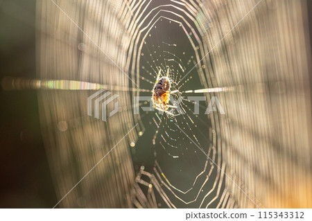 A spider on a dewcovered web in morning sunlight creates a serene and mesmerizing scene in nature 115343312