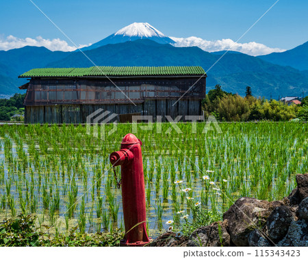 Retro red fire hydrant and Mt. Fuji seen from the rice terraces of Nakano 115343423