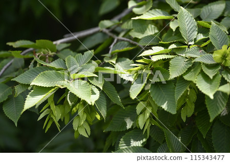 檉柳 檉柳 115343477