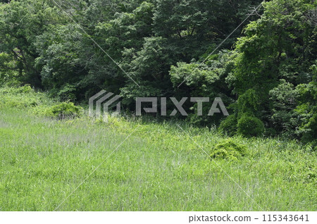 Yatsu in early summer 115343641