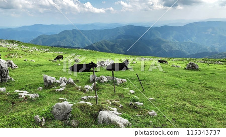 四國喀斯特和牛 四國喀斯特和牛 115343737