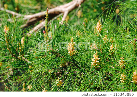 Pine flower flowers Pine flower flowers 115343890