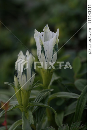 蜘蛛龍膽1 115343913