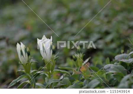 蜘蛛龍膽2 115343914