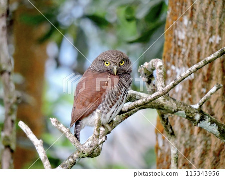 Cristome sparrow owl Cristome sparrow owl 115343956