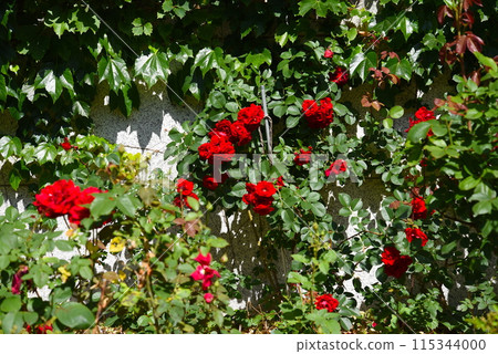 Red roses on the wall Red roses on the wall 115344000