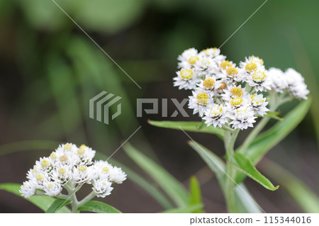 Yamaha Hako 115344016