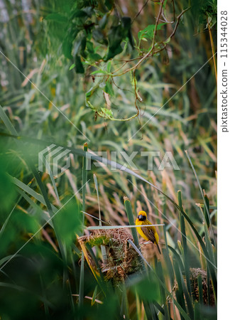 Yellow sparrow is building a nest. Yellow sparrow is building a nest. 115344028