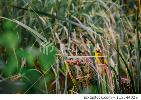 Yellow sparrow is building a nest. Yellow sparrow is building a nest. 115344029