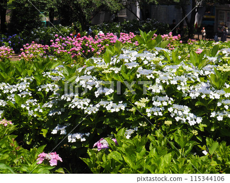 Sagamihara Kita公園的繡球花 Sagamihara Kita公園的繡球花 115344106