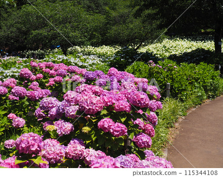Sagamihara Kita公園的繡球花 Sagamihara Kita公園的繡球花 115344108