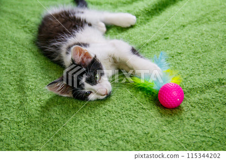 Beautiful kitten playing with a toy on a bed 115344202