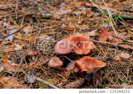 Saffron Milkcap or pine mushrooms (Lactarius deliciosus) in pine forest at autumn 115344252