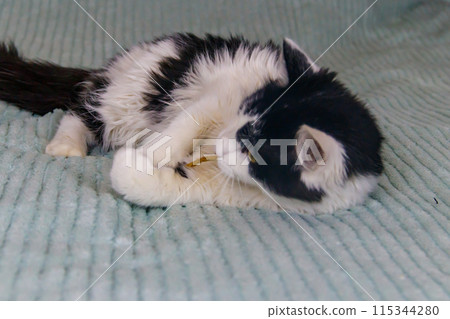 Beautiful cat playing with a mouse toy on a bed 115344280