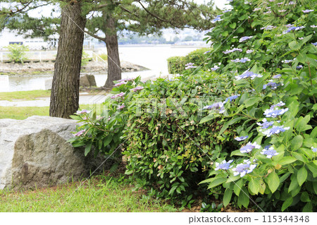 Hydrangea (Ajisai, Hydrangea macrophylla) in Hakkeijima, Kanazawa Ward, Yokohama City, Kanagawa Prefecture 115344348