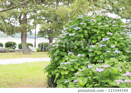 Hydrangea (Ajisai, Hydrangea macrophylla) in Hakkeijima, Kanazawa Ward, Yokohama City, Kanagawa Prefecture 115344349