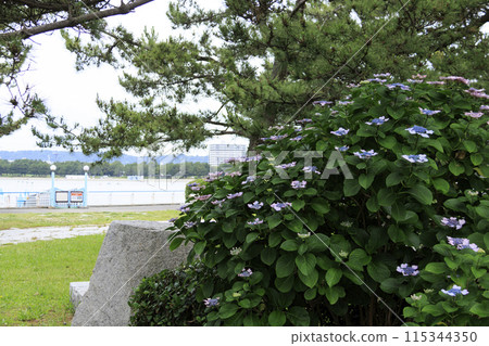 神奈川縣橫濱市金澤區八景島的繡球花（繡球花） 115344350
