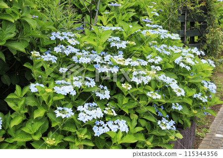 Hydrangea (Ajisai, Hydrangea macrophylla) in Hakkeijima, Kanazawa Ward, Yokohama City, Kanagawa Prefecture Hydrangea (Ajisai, Hydrangea macrophylla) in Hakkeijima, Kanazawa Ward, Yokohama City, Kanagawa Prefecture 115344356