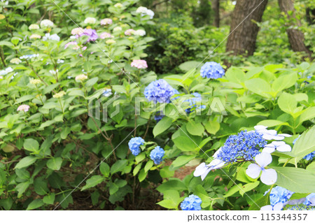 神奈川縣橫濱市金澤區八景島的繡球花(繡球花) 神奈川縣橫濱市金澤區八景島的繡球花(繡球花) 115344357