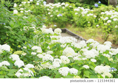神奈川縣橫濱市金澤區八景島的繡球花（繡球花） 115344361