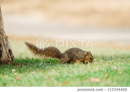 Squirrels living in America 36 115344489