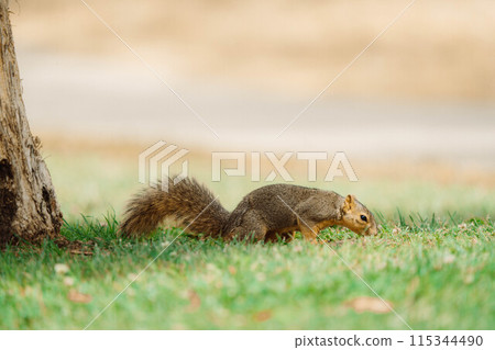 37只松鼠生活在美國 115344490