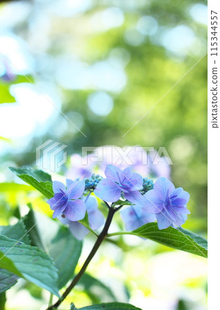 在公園裡盛開的藍色繡球 115344557