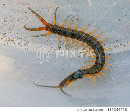 Centipede close-up 115344736